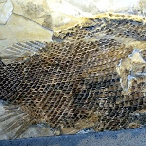 Fossil Fish with ganoid scales. (primitive fish, Holostei) Upper Triassic to Cretaceous, Europe and Africa