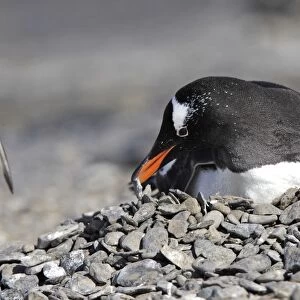 Gentoo Penguin - at nest moving pebbles. Brown Bluff - Antarctic Peninsula