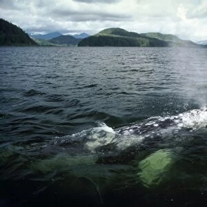 Grey Whale - surfacing - Vancouver Island - B. C. Canada AU-1485