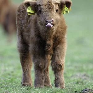 Highland Calf - On meadow, with registration tags in ears, sticking tongue out. Lower Saxony, Germany