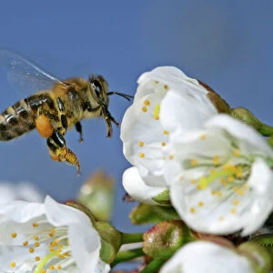 Honeybee in flight approaching cherry tree blossoms to collect pollen Baden-Wuerttemberg, Germany