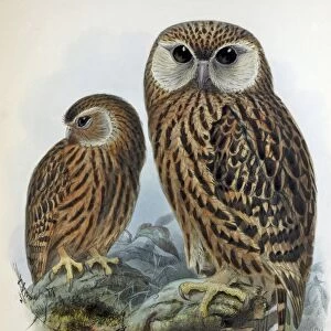 Illustration - New Zealand Laughing owl, extinct hand coloured lithograph by J G Keulemans, froim Birds of New Zealand by W L Buller