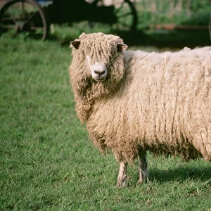Lincoln Sheep
