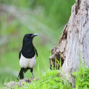 Magpie - on stump in meadow - Bedfordshire UK 10180
