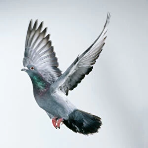 Racing / Carrier Pigeon
