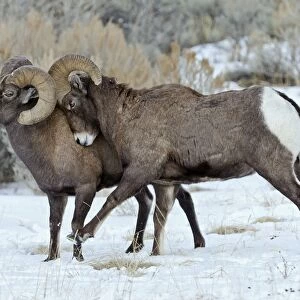 Rocky Mountain Bighorn Sheep - rams shoving and kicking one another in dominance display (this often leads to fighting / head butting) during fall rut - in Autumn snow - Rocky Mountains - Wyoming - USA _E7C3357