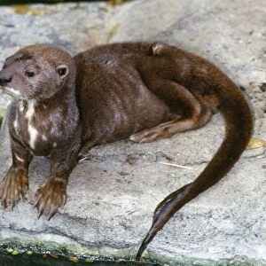 Spotted-necked / Spot-necked / Speckle-throated Otter Sierra Leone, Africa