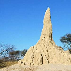 Termite Mound Chitabe, Okavango Delta, Botswana