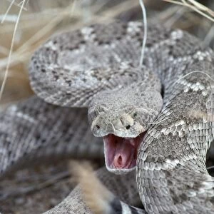 Western Diamondback Rattlesnake - rattling tail Arizona, USA