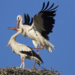 White Stork-Two courting adult birds showing copulation-Manzanares el Real-Spain