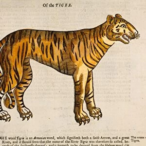 1607 Tiger by Topsell