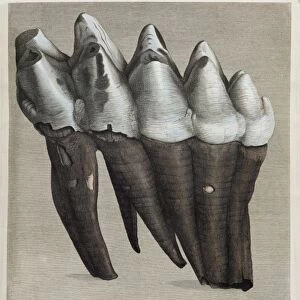 1811 Parkinson mammoth mastodon tooth