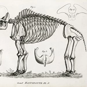 1812 American Mastodon Jefferson mammoth