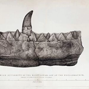 1824 Bucklands Megalosaurus jaw no tint