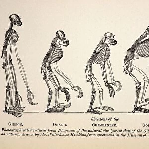 1863 Huxley from Ape to Man evolution