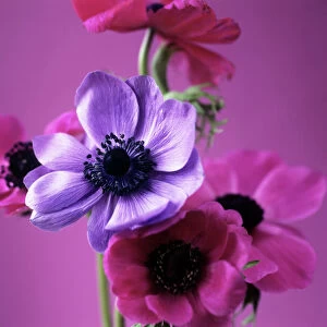 Anemone flowers (Anemone sp. )