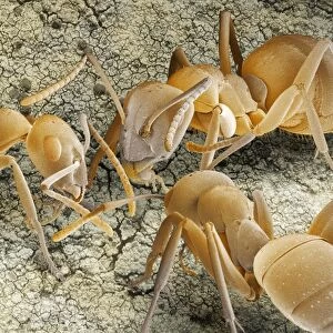 Ant communication, SEM