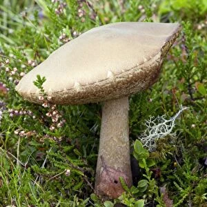 Birch bolete (Leccinum scabrum) mushroom