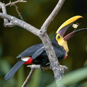 Black-mandibled toucan C018 / 2412