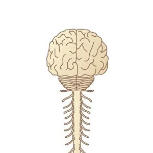Brain and spinal cord, artwork