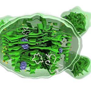 Chloroplast structure, artwork