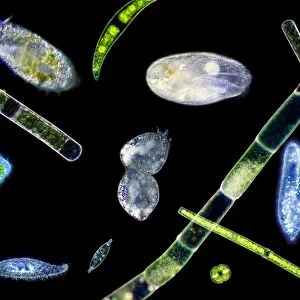 Ciliate protozoa, light micrograph