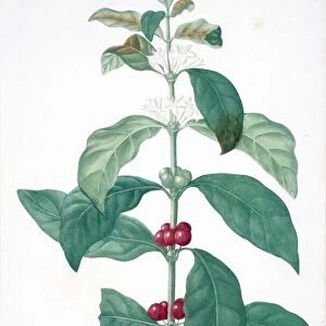 Coffee plant, 19th century C016 / 5141