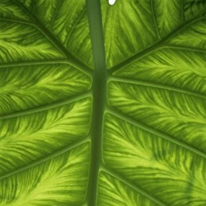Colocasia indica leaf