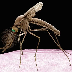 Culex mosquito, SEM