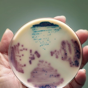 Cultured E. coli and Enterococcus bacteria