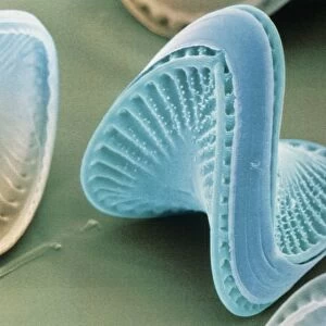 Diatom algae, Campylodiscus