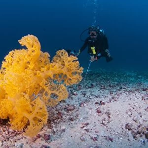 Diver investigates tree coral