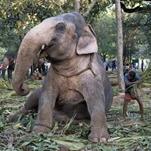 Domesticated Asian elephant C017 / 3757