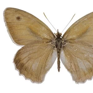 Dusky meadow brown butterfly C016 / 2163