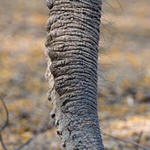 Elephant trunk C015 / 6477