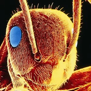 False-col SEM of the head of a black garden ant
