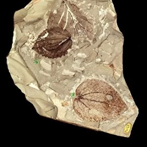 Fossilised leaf C016 / 5956