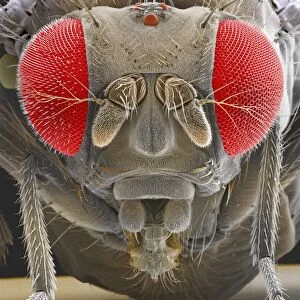Fruit fly, SEM Z340 / 0700
