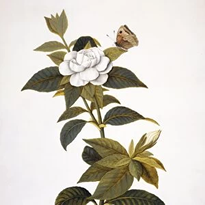 Gardenia and butterfly, 18th century C013 / 6258