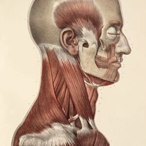 Head and neck muscles, 1831 artwork