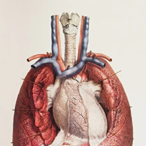 Heart and lungs