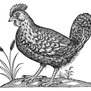 Hen, historical artwork