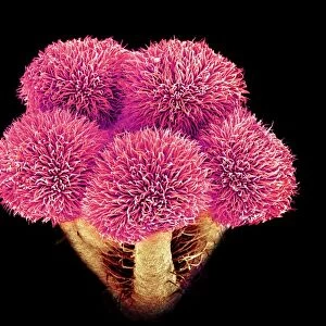 Hibiscus flower pistil, SEM C016 / 9757
