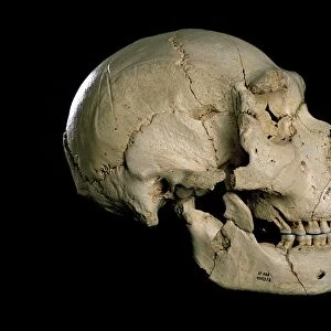 Homo heidelbergensis skull (Cranium 5) C015 / 6921