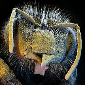 Honey bee head, SEM C016 / 8018