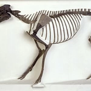Hyracotherium horse, fossil skeleton C016 / 5077