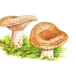 Lactarius deliciosus mushrooms, artwork C016 / 3367