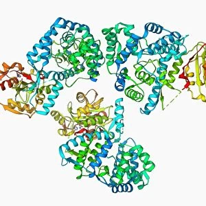 Lassa virus nucleocapsid protein F006 / 9702