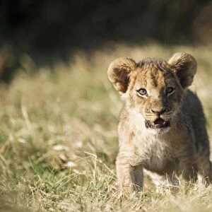 Lion cub