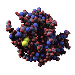 Lysozyme molecule, computer artwork